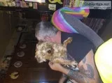 Yorkie poo