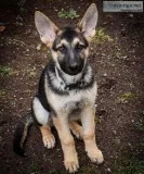 German Shepherd dog for sale