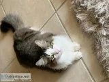 Beautiful Norwegian ForesterMaine Coon Mixed