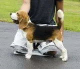 Kc Beagle Puppies Boys Stunning