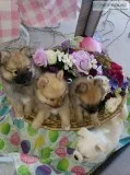 3 Brown Pomeranian male pups