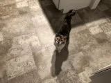 Free calico female cat