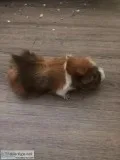 Cute Brother Guinea Pigs