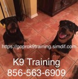 Affordable obedience training for your dog working with