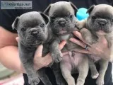 Blue eye french bulldog puppy.