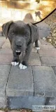 Mix pitboxer