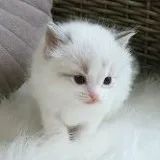 MunchKin kittens
