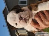 English Bulldog