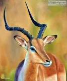 Canvas Painting - Online Art Gallery