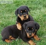 Dolby Rottweiler puppies for sale