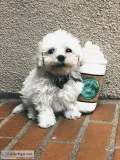 White Male Multipoo &mdash 9 weeks