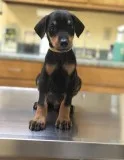 Lovely litter of Dobermann pups.