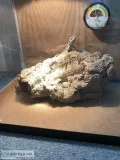 Bearded Dragon