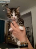Scottish Maine Coon Kitttens For Sale