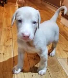 Doberman Pinscher Puppies Available for Adoption
