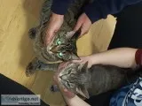 Re 2 maine c--n kittens
