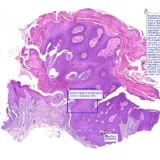 Find the Best quiz cases for MD pathology online services in Del