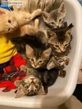 6 Free Kittens to Good Home. Located in Moody AL