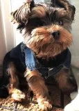 Healthy 3 yorkie puppies