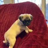 pug puppy