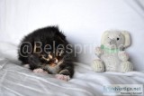 Beautiful Mainecoon Kittens