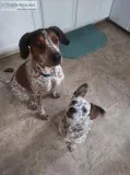 Need to find home for my dogs asap