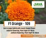 Buy Marigold Seeds Online