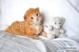 Gccf Registered Maine Coon Kittens