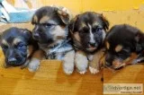 German Shepard mix puppies