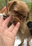 Male Shih Tzu pug