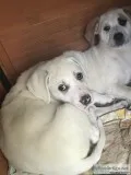 Mom Great Pyrenees German s. Dad bird dog