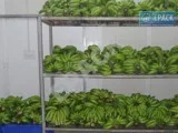 Banana Ripening Chamber &ndash (91)-8130444466 &ndash EPACK