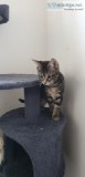Maine Coon Kittens