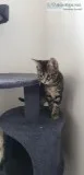 Maine Coon Kittens