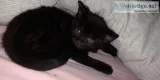Half Maine Coon Kitten