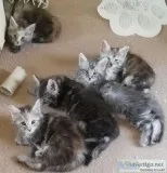 Registered Full Pedigree Maine Coon Kittens
