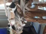 free kittens