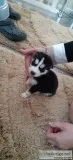 Adorable siberian husky puppies available 