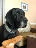 Greatdane Puppies