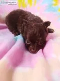 Long hair chihuahuas