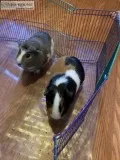 Guinea Pigs need new home