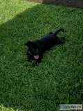  ADORABLE PITLAB PUPPY 