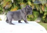 Champion French Bulldog Puppies.