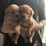 Sweet labrador Female Puppy