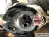 Landseer Newfoundland Dog