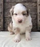 Health Record Australian Shepherd Puppies