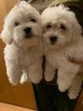 Maltipoo puppies