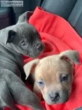 Message American Bully Puppies born in 2019.12 American bull pup