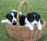 Adorable border collie puppies for sale