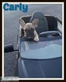 Carly Male French Bulldog